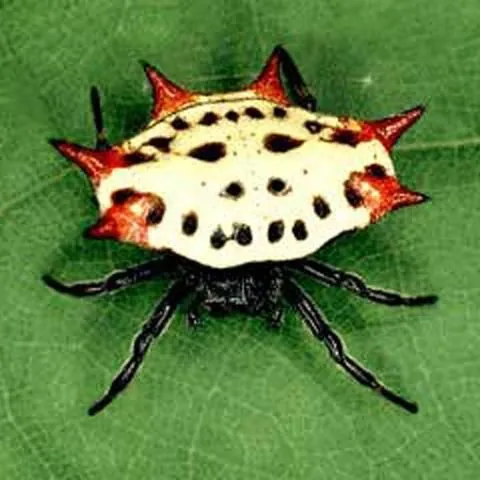 thumbnail for publication: Spiny Orb Weaver Spider, Gasteracantha cancriformis (Linnaeus) (Arachnida: Araneae: Araneidae)